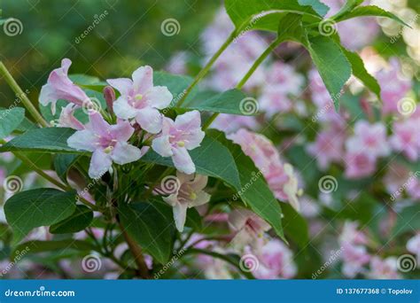 Summer Blooming Pink Melastomataceae Flowers Stock Photo - Image of details, bloom: 137677368