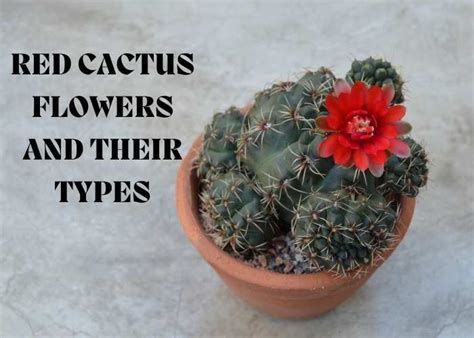 Red Cactus Flowers: 8 Types and An Ultimate Guide To Protect Them