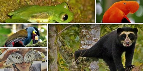 12 Experiences You Can Have in the Ecuador Cloud Forests