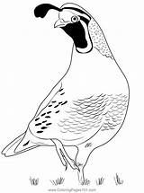 California Quail 4 Coloring Page For Kids  Free Quails Printable sketch template