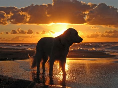 Golden Retriever pc dog wallpaper