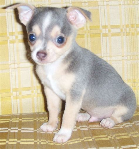 Adorable Little Blue Chihuahua Puppy