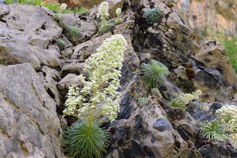 Saxifrage varieties: the most beautiful at a glance - Plantura