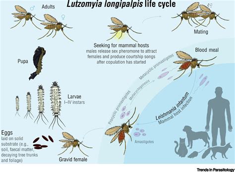 Sand Fly Life Cycle