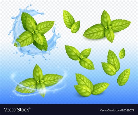 Mint leaves design set Royalty Free Vector Image