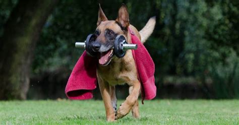 Canine Weight Set® / Weighted Animal Vest®