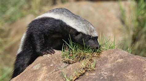 Honey Badger (Ratel) | San Diego Zoo Animals & Plants