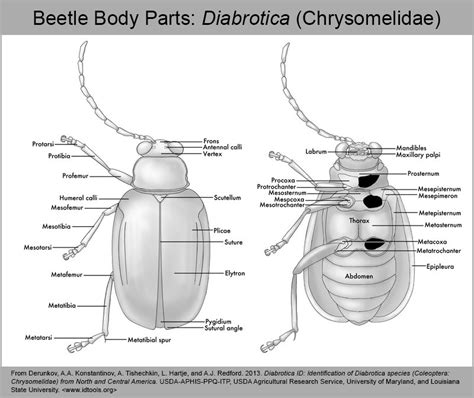 ITP | Morphology Diagram