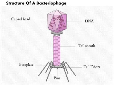 0814 Structure Of A Bacteriophage Medical Images For Powerpoint ...