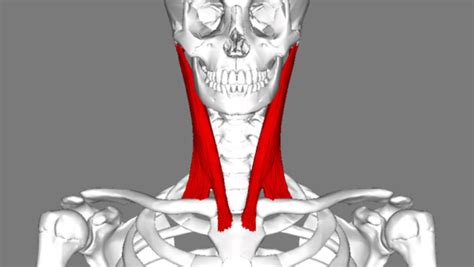 Sternocleidomastoid muscle - SCM Muscle - The Yoga Space