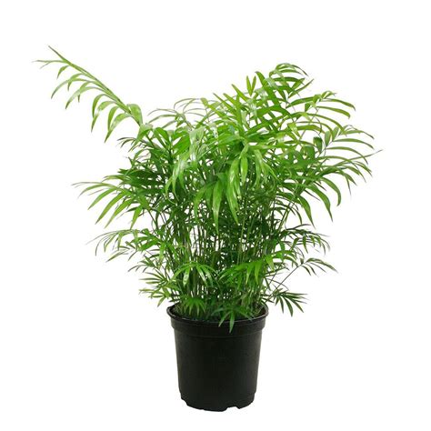 Delray Plants Neanthebella Palm in 6 in. Pot-6NEAN - The Home Depot