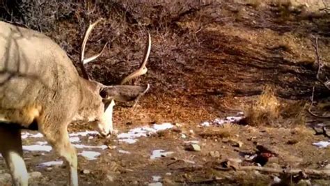 Trail Camera Pics of Big Bucks | THF Outdoors