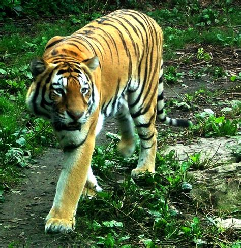 Tiger Walk by mrs-matsuyama on DeviantArt