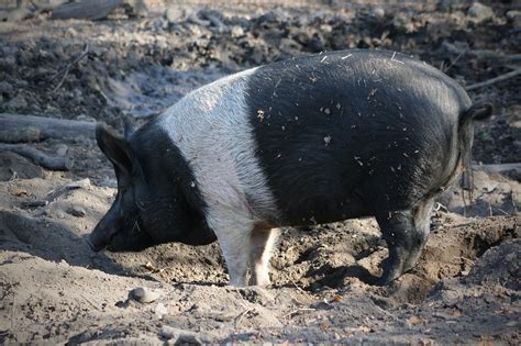 Why You Should Raise Heritage Breed Pigs - and 10 Breeds to Consider