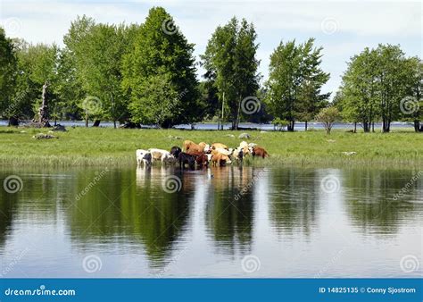 Calm lake reflection stock image. Image of outdoor, mirror - 14825135