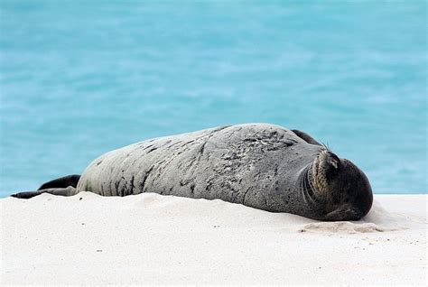 Hawaiian Monk Seal - An Endangered Marine Species | NMSF