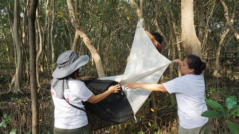 Biodiversity Assessment and Monitoring of the Las Piñas – Parañaque ...