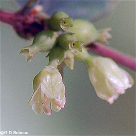 Coralberry, Symphoricarpos orbiculatus Moench