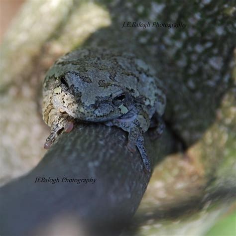 Nature Photography Tree Frog Camouflage Photo Nature