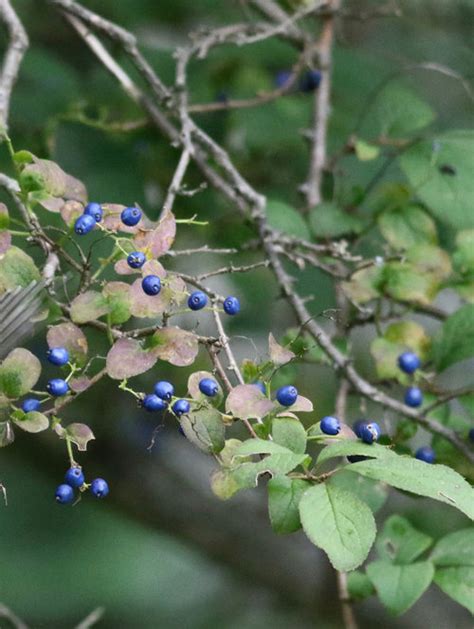 Large shrub/small tree with bright blue berries in upstate NY