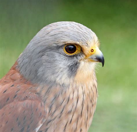 Kestrel bird of prey stock photo. Image of prey, english - 31651012