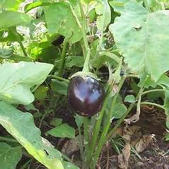 Solanum melongena (eggplant): Go Botany