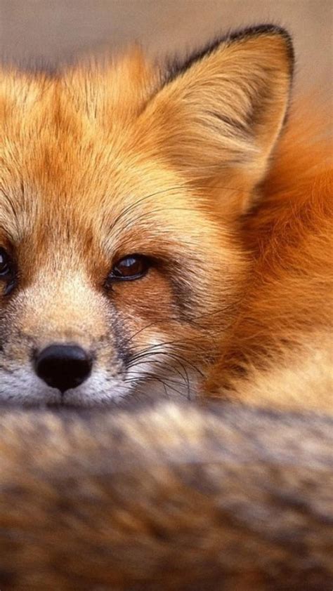 Cute Fox Phone Wallpapers - Wallpaper Cave