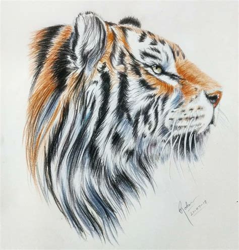 🐅 tiger Colour pencil art