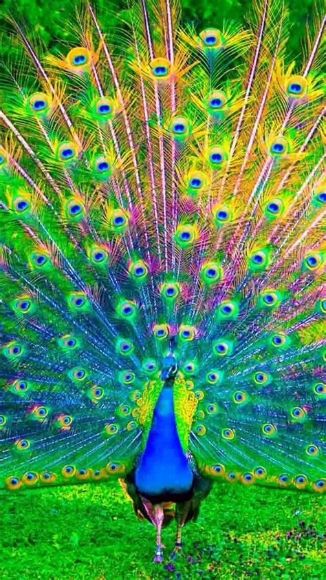 Peacock Wallpaper For Iphone Resolution - Peacock Wallpaper For Mobile ...