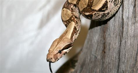 Boa constrictor adaptations