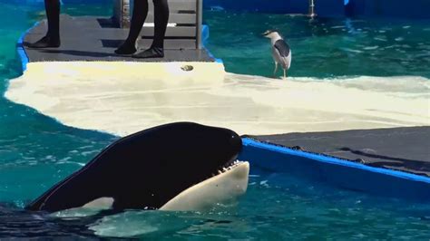 Southern resident orca Tokitae aka Lolita dies in captivity at Miami Seaquarium