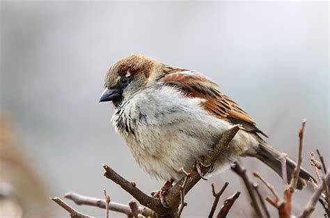 Bagaimana Cara Memilih Makanan untuk Burung Pipit?