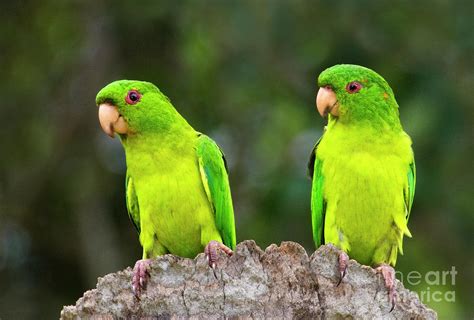 Mated Pair Of Wild Green Parakeets Photograph by Dave Welling