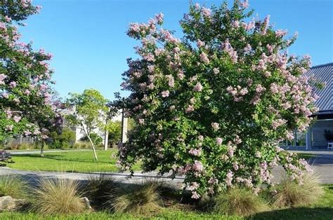 Crape Myrtle Trees | Flowering Trees | Fast Growing Trees