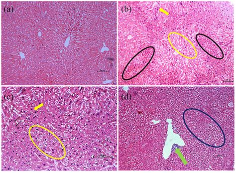 Effects of repeated oral administration of MOHE for 28 days on the... | Download Scientific Diagram