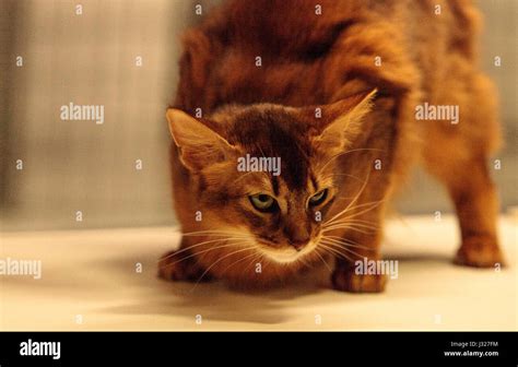 Red Somali purebred cat with beautiful spots and markings Stock Photo - Alamy