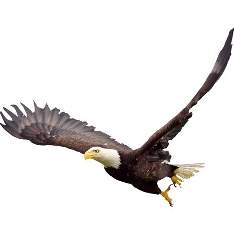 Bald Eagle Png Image Transparent HQ PNG Download | FreePNGimg