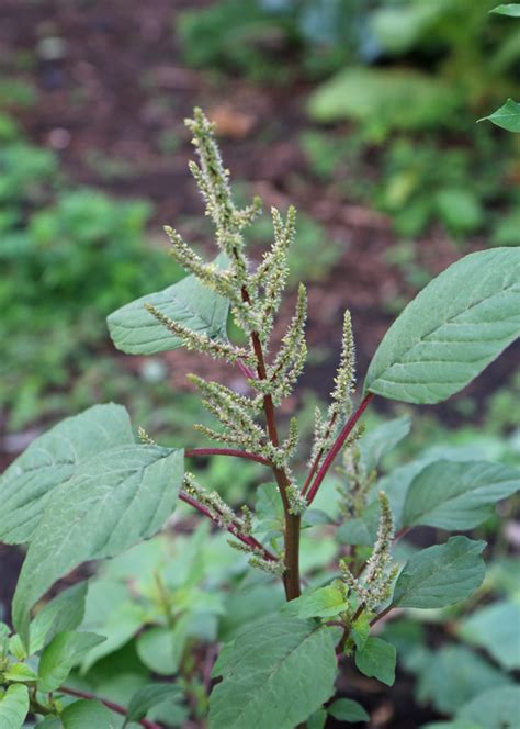 Amaranth Identification and Uses: A Plant Profile | The Survival Gardener