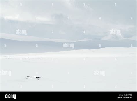 Finland Lapland snowy mountain landscape Stock Photo - Alamy