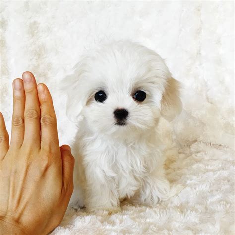 Tiny Teacup Maltese - XS Female Gorgeous! | iHeartTeacups