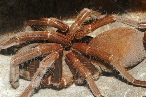 File:Tarantula - melbourne zoo.jpg - Wikipedia