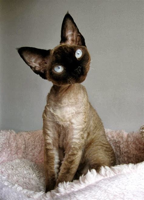 Cornish Rex Cat History,Size and Weight - Annie Many