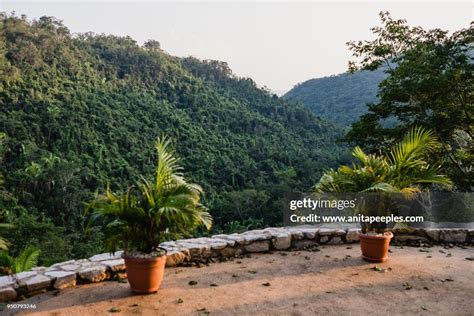 View Of The Jungle In Belize High-Res Stock Photo - Getty Images