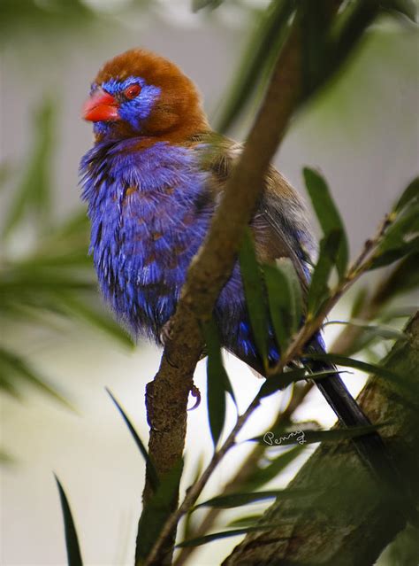 Ruffled Feathers Photograph by Penny Lisowski - Fine Art America