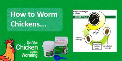 Worming-Flubenvet | Keeping Chickens: A Beginners Guide