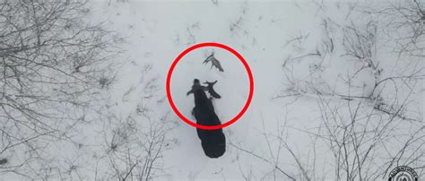 Rare Video Captures Moose In Canada Shedding Antlers | The Daily Caller