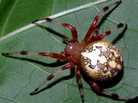 Araneus Spider Wallpaper