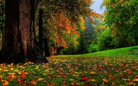 Download wallpaper for 2560x1440 resolution | Nature, Fall, Landscape, Trees, Leaves | nature ...