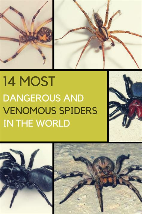 The World's 14 Most Dangerous & Venomous Spiders You Should Avoid At All Costs