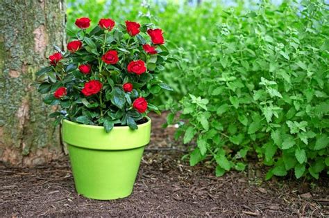 Potted Roses Made Easy: Best Tips and Varieties - Birds and Blooms